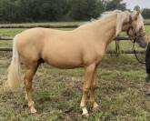 Poulain palomino dressage 