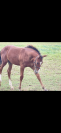 Foal selle français 