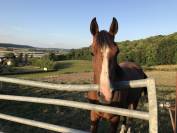 Cheval à vendre 