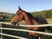 Cheval à vendre 