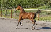 Pouliche de dressage par glamourdale 