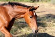 Pouliche de dressage par glamourdale 