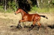 Pouliche de dressage par glamourdale 