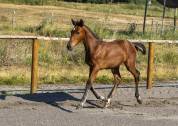 Pouliche de dressage par glamourdale 