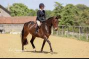 Belle jument de CSO Dressage ou CCE!