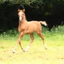 Foal excellente souche