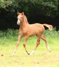 Foal excellente souche