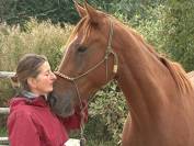 Magnifique Hongre PS fait en Selle Français. 3ans. 1m65