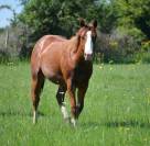 Quarter Horse, 18 mois