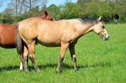 Quarter Horse, 18 mois