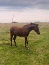 Foal Poney Français de Selle origine CSO par Vaguely