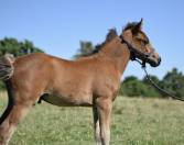 Foal Poney Français de Selle origine CSO par Vaguely