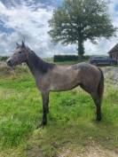 A VENDRE PONEY CONNEMARA FEMELLE DE TROIS ANS