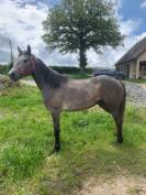 A VENDRE PONEY CONNEMARA FEMELLE DE TROIS ANS