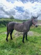 A VENDRE PONEY CONNEMARA FEMELLE DE TROIS ANS