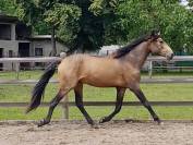 Entier lusitanien luso warmblood 3 ans isabelle 