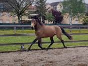 Entier lusitanien luso warmblood 3 ans isabelle 