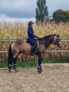 Entier lusitanien luso warmblood 3 ans isabelle 