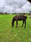 Foal selle français 