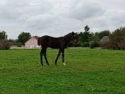 Foal selle français 