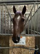 Cheval  Onc19 ans à confier à bonne famille prix 800 €