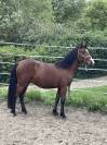 Ponette Onc 2 ans et demi loisir /sport