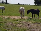 Logis Vendéen et sa propriété de 2.5 ha