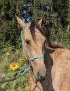 Jument Lusitanienne, Isabelle, 3 ans