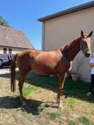 CHEVAL SELLE FRANCAIS HONGRE NE EN 2022