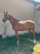 CHEVAL SELLE FRANCAIS HONGRE NE EN 2022