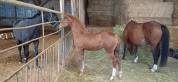 VEND POULICHE ANGLO ARABE FOAL