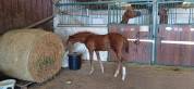 VEND POULICHE ANGLO ARABE FOAL