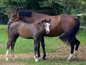 Foal Selle Français