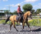 GALIANO : Idéal pour l’équitation de travail 