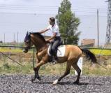 GALIANO : Idéal pour l’équitation de travail 