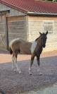 Poulain paint horse pp Grullo tobiano homozygote noir 