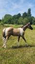 Poulain paint horse pp Grullo tobiano homozygote noir 