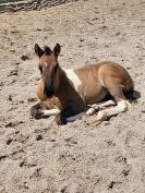 Poulain paint horse pp Grullo tobiano homozygote noir 