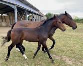 Poulain par Conte Bellini et Qlassic Bois Margot