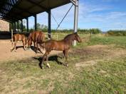 Poulain par Conte Bellini et Qlassic Bois Margot