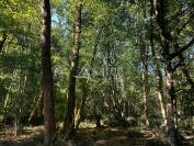 Maison et gîte sur 39ha avec étang en forêt de la Double