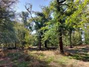 Maison et gîte sur 39ha avec étang en forêt de la Double