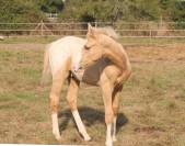 Poulain Zangersheide Palomino Léopard Capé