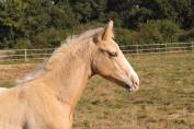 Poulain Zangersheide Palomino Léopard Capé