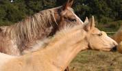 Poulain Zangersheide Palomino Léopard Capé