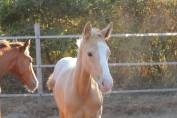 Poulain Zangersheide Palomino Léopard Capé