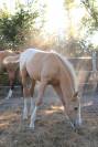 Poulain Zangersheide Palomino Léopard Capé