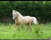 Cheval a vendre palomino 18mois