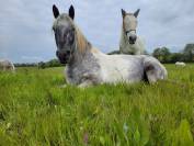 Ecurie de propiétaire / pension chevaux