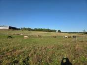 Ecurie de propiétaire / pension chevaux